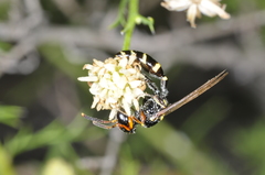 Trachypus spegazzinii