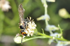 Trachypus spegazzinii