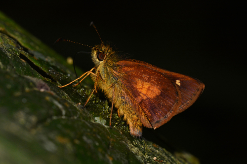 Dalla caenides