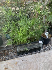 Cyperus alterniflorus