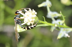 Trachypus spegazzinii
