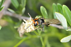 Trachypus spegazzinii