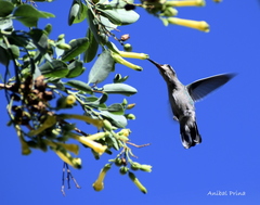 Chlorostilbon lucidus