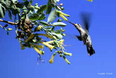 Chlorostilbon lucidus