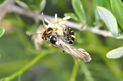 Trachypus spegazzinii
