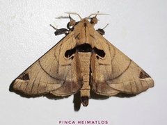 Apatelodes pandarioides