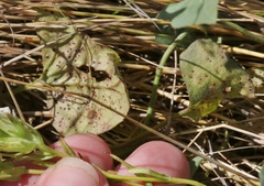 Puccinia convolvuli