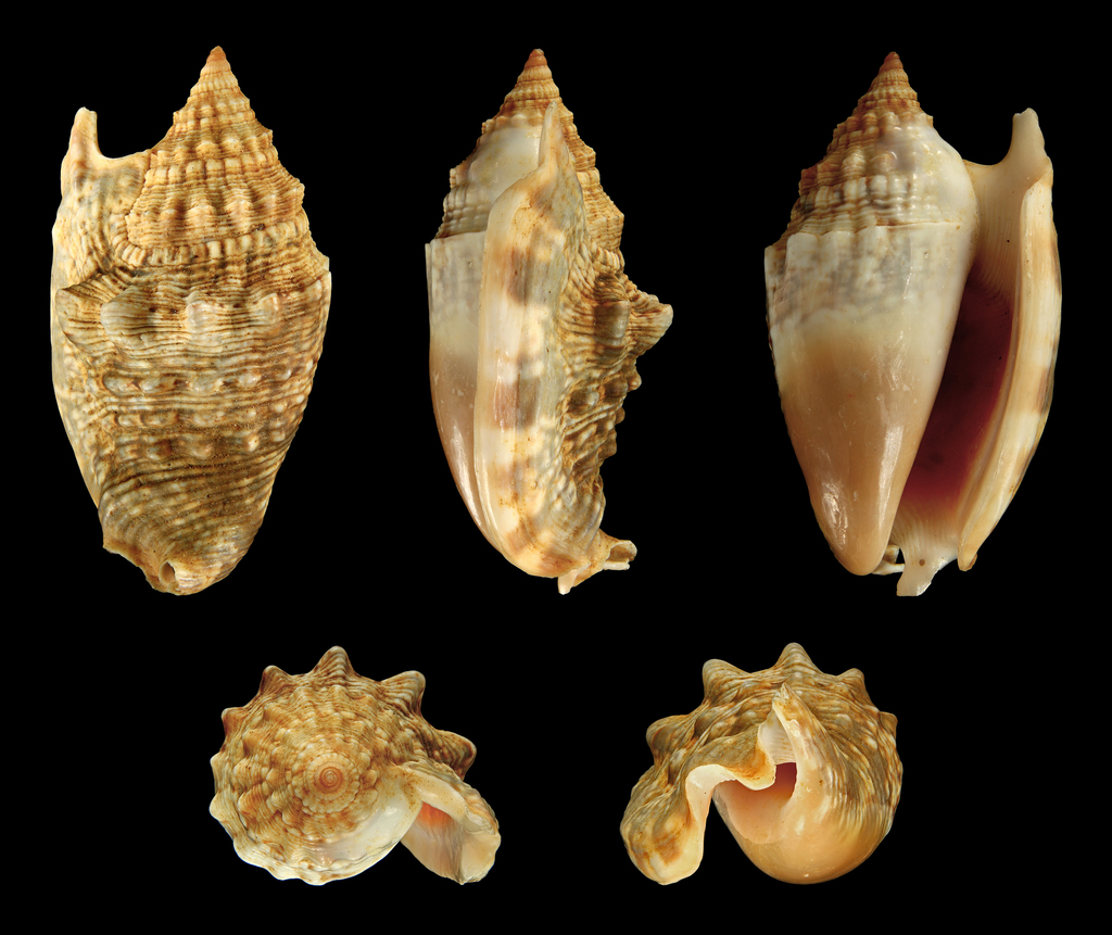 Diana Conch