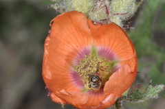 Sphaeralcea laciniata