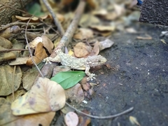 Tarentola mauritanica