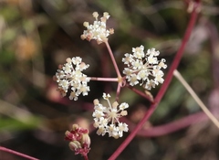 Perideridia pringlei