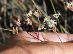 Perideridia pringlei