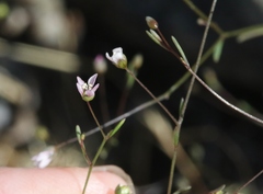 Hesperolinon micranthum