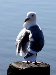 Larus occidentalis