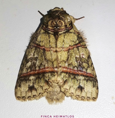 Disphragis barnesi