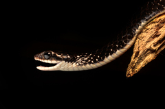 Chironius grandisquamis