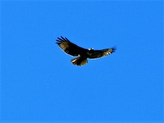 Buteo jamaicensis
