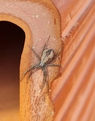 Philodromidae