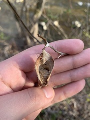 Callosamia promethea