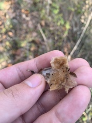 Callosamia promethea