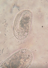 Euplotes neapolitanus