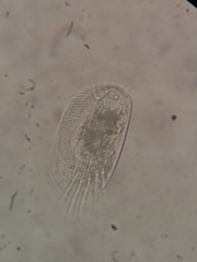 Euplotes neapolitanus