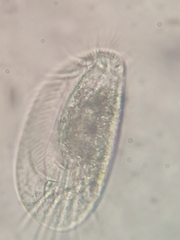 Euplotes neapolitanus