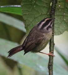 Basileuterus melanotis