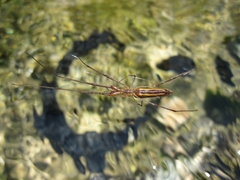 Tetragnatha minitabunda