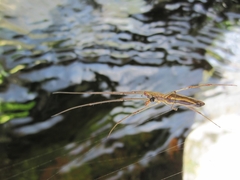 Tetragnatha minitabunda