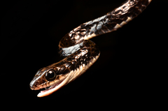 Chironius grandisquamis