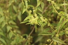 Lippia dulcis