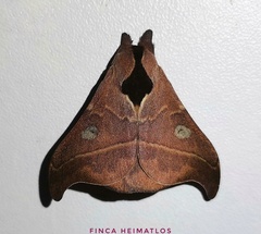 Hylesia nanus