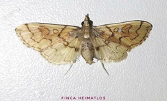 Euleucinodes