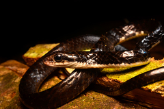 Chironius grandisquamis