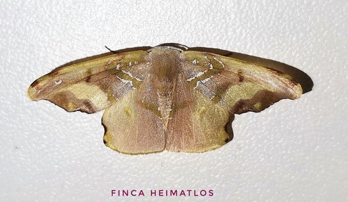 Trotogonia castraria