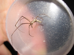 Tetragnatha minitabunda