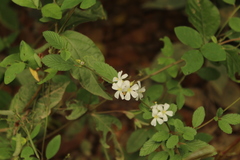 Melochia parvifolia