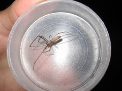 Tetragnatha minitabunda