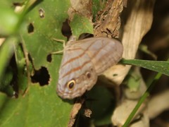 Magneuptychia