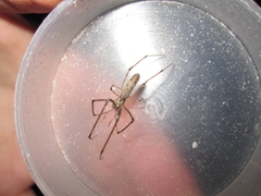 Tetragnatha minitabunda