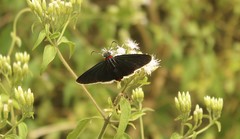 Pyrrhopyge