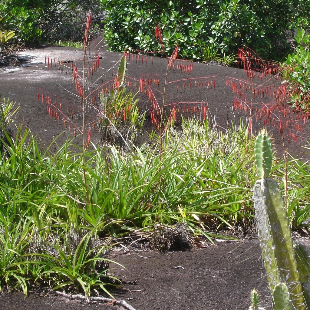 Pitcairnia nuda