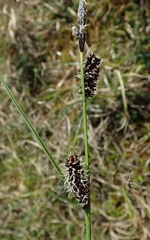 Carex rotundata