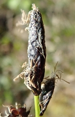 Carex rotundata