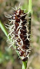 Carex rotundata