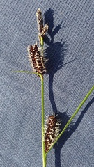 Carex rotundata