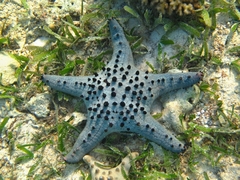 Pentaceraster alveolatus