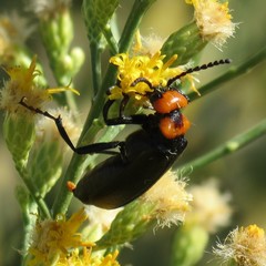 Lytta vulnerata