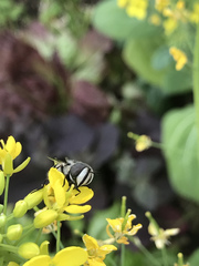 Copestylum fornax